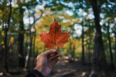 Understanding the Student Visa Process for Canada