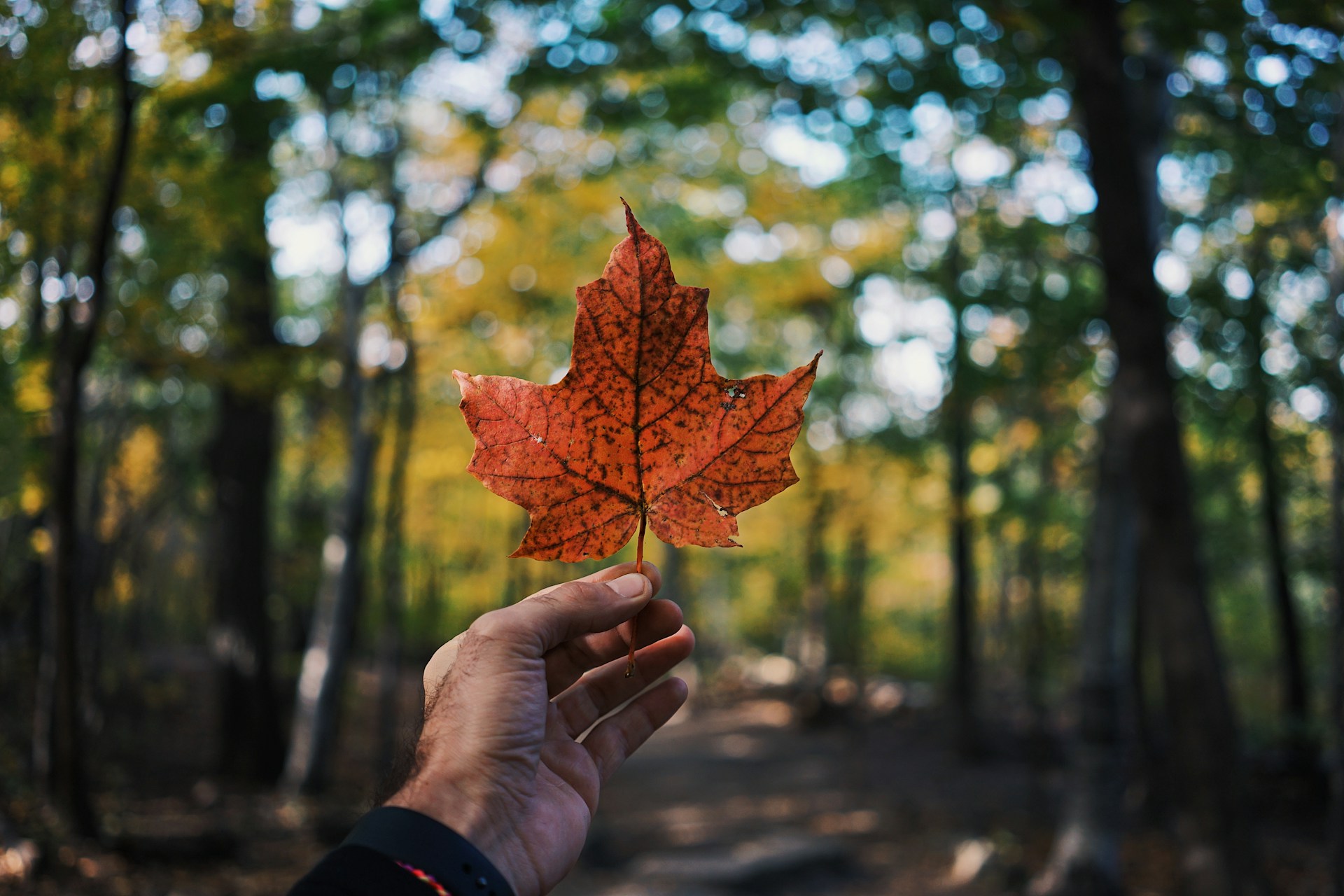 Benefits-of-Studying-in-Canada-1755511606.jpg
